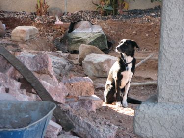 Jax the dog who specializes in landscaping.  He thinks he's human and can do anything his master does.