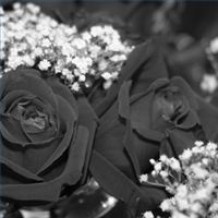 black-rose