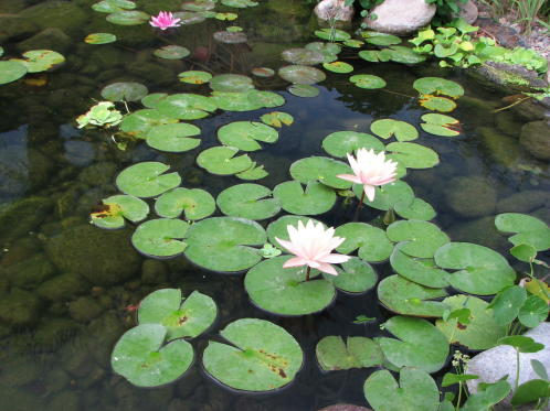 water gardens water gardens