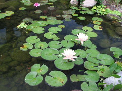 water gardens