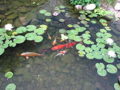 garden-pond