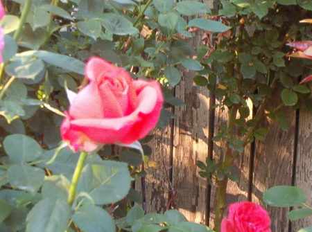 care of roses care of roses