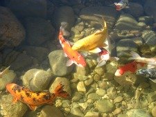 koi-pond